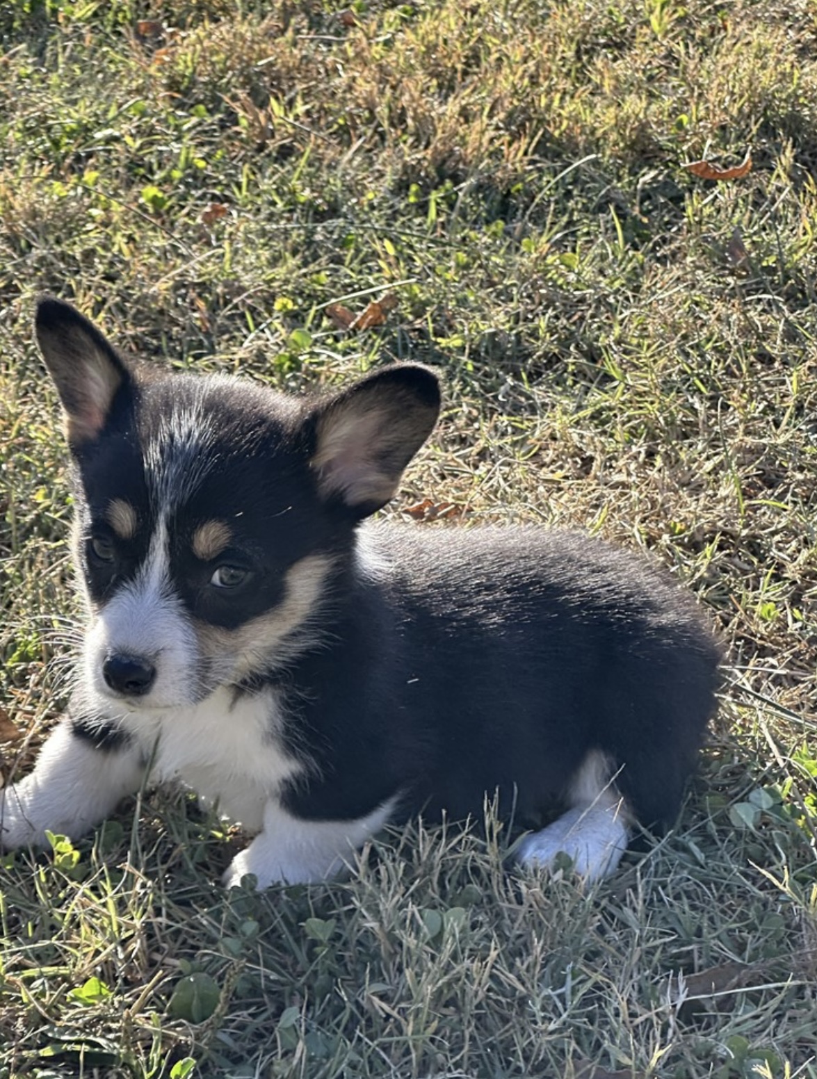 puppy, for, sale, Welsh Corgi, Nationwide Puppies  , dog, breeder, New York, NY, dog-breeder, puppy-for-sale, forsale, nearby, find, puppyfind, locator, puppylocator, aca