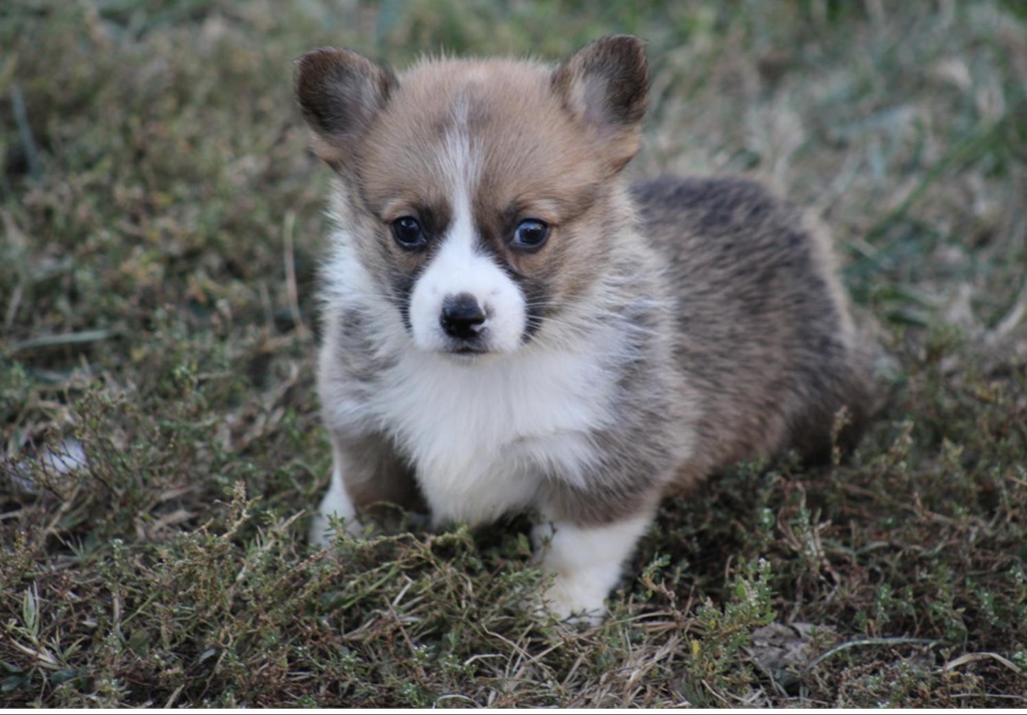 puppy, for, sale, Welsh Corgi, Nationwide Puppies  , dog, breeder, New York, NY, dog-breeder, puppy-for-sale, forsale, nearby, find, puppyfind, locator, puppylocator, aca