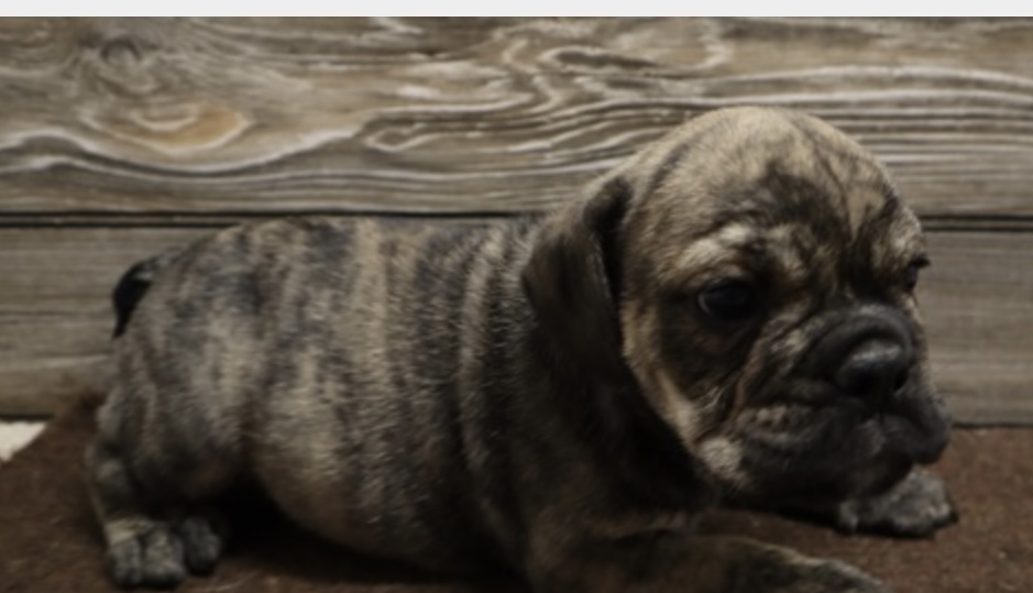 puppy, for, sale, ENGLISH BULL DOG, Nationwide Puppies  , dog, breeder, New York, NY, dog-breeder, puppy-for-sale, forsale, nearby, find, puppyfind, locator, puppylocator, aca