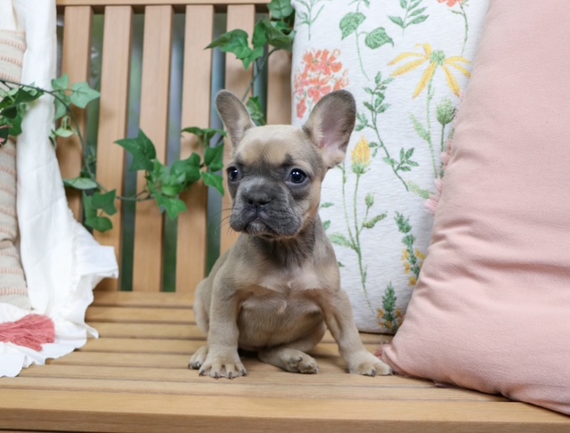 puppy, for, sale, French Bulldog, Nationwide Puppies  , dog, breeder, New York, NY, dog-breeder, puppy-for-sale, forsale, nearby, find, puppyfind, locator, puppylocator, aca