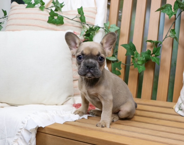 puppy, for, sale, French Bulldog, Nationwide Puppies  , dog, breeder, New York, NY, dog-breeder, puppy-for-sale, forsale, nearby, find, puppyfind, locator, puppylocator, aca