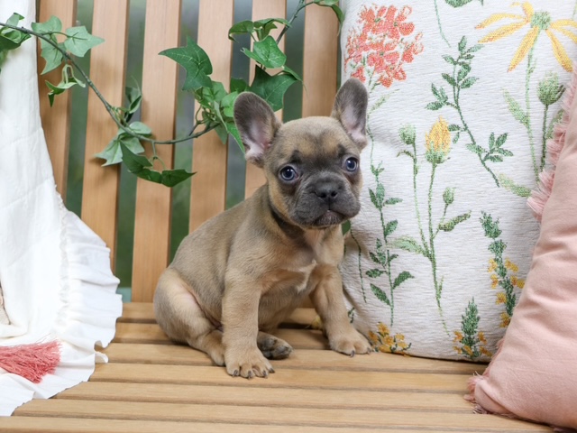 puppy, for, sale, FRENCH BULL DOG, Nationwide Puppies  , dog, breeder, New York, NY, dog-breeder, puppy-for-sale, forsale, nearby, find, puppyfind, locator, puppylocator, aca