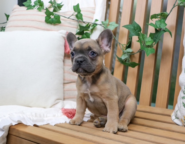 puppy, for, sale, FRENCH BULL DOG, Nationwide Puppies  , dog, breeder, New York, NY, dog-breeder, puppy-for-sale, forsale, nearby, find, puppyfind, locator, puppylocator, aca