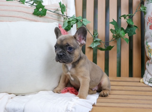 puppy, for, sale, FRENCH BULL DOG, Nationwide Puppies  , dog, breeder, New York, NY, dog-breeder, puppy-for-sale, forsale, nearby, find, puppyfind, locator, puppylocator, aca