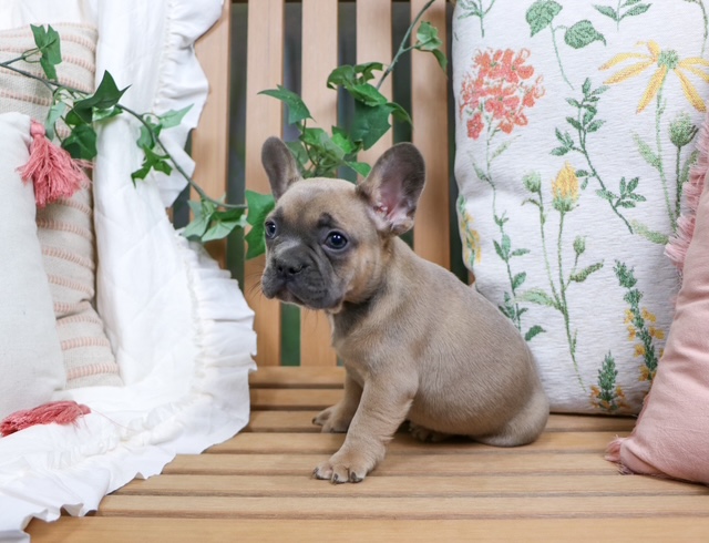 puppy, for, sale, FRENCH BULL DOG, Nationwide Puppies  , dog, breeder, New York, NY, dog-breeder, puppy-for-sale, forsale, nearby, find, puppyfind, locator, puppylocator, aca