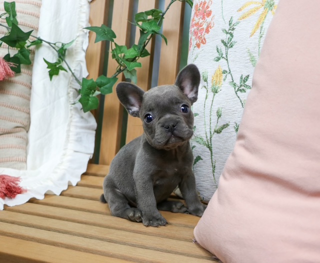 puppy, for, sale, FRENCH BULL DOG, Nationwide Puppies  , dog, breeder, New York, NY, dog-breeder, puppy-for-sale, forsale, nearby, find, puppyfind, locator, puppylocator, aca