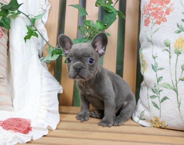 puppy, for, sale, FRENCH BULL DOG, Nationwide Puppies  , dog, breeder, New York, NY, dog-breeder, puppy-for-sale, forsale, nearby, find, puppyfind, locator, puppylocator, aca