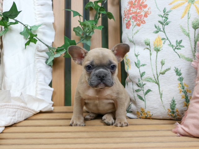 puppy, for, sale, French Bulldog, Nationwide Puppies  , dog, breeder, New York, NY, dog-breeder, puppy-for-sale, forsale, nearby, find, puppyfind, locator, puppylocator, aca