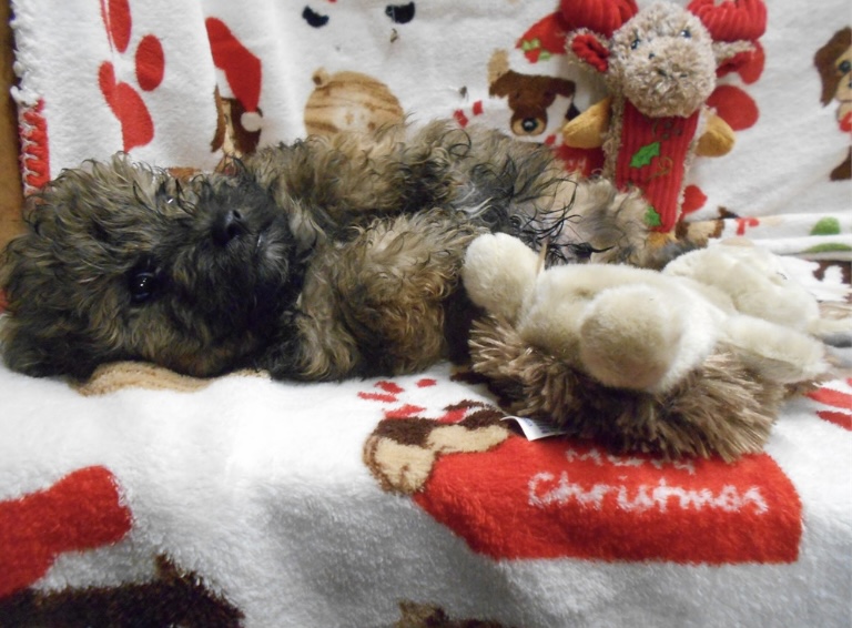 puppy, for, sale, Schnoodle, Nationwide Puppies  , dog, breeder, New York, NY, dog-breeder, puppy-for-sale, forsale, nearby, find, puppyfind, locator, puppylocator, aca