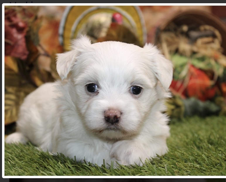 puppy, for, sale, Morki, Nationwide Puppies  , dog, breeder, New York, NY, dog-breeder, puppy-for-sale, forsale, nearby, find, puppyfind, locator, puppylocator, aca