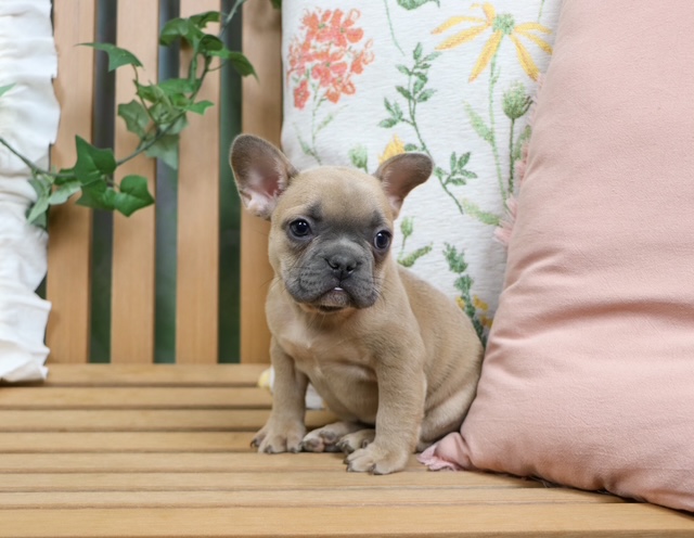 puppy, for, sale, French Bulldog, Nationwide Puppies  , dog, breeder, New York, NY, dog-breeder, puppy-for-sale, forsale, nearby, find, puppyfind, locator, puppylocator, aca