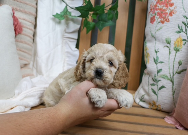 puppy, for, sale, Coc-A-Poo, Nationwide Puppies  , dog, breeder, New York, NY, dog-breeder, puppy-for-sale, forsale, nearby, find, puppyfind, locator, puppylocator, aca