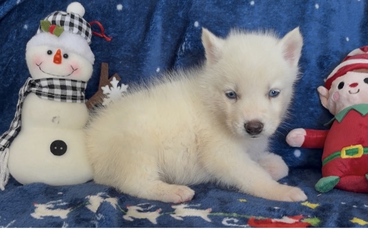 puppy, for, sale, Siberian Husky, Nationwide Puppies  , dog, breeder, New York, NY, dog-breeder, puppy-for-sale, forsale, nearby, find, puppyfind, locator, puppylocator, aca