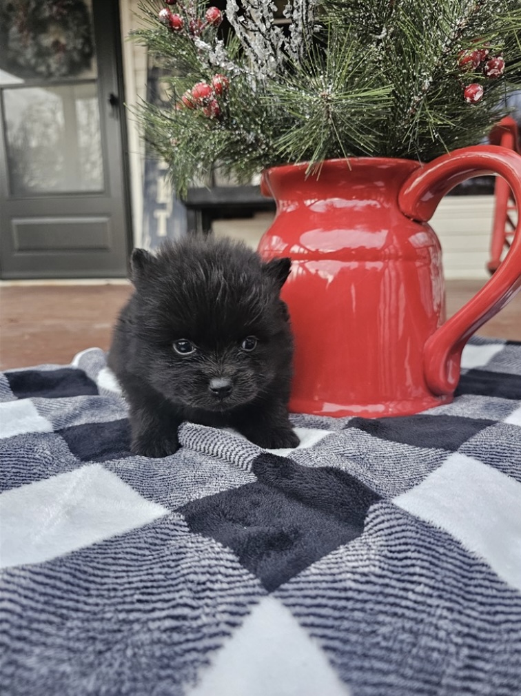 puppy, for, sale, Pomeranian, Nationwide Puppies  , dog, breeder, New York, NY, dog-breeder, puppy-for-sale, forsale, nearby, find, puppyfind, locator, puppylocator, aca