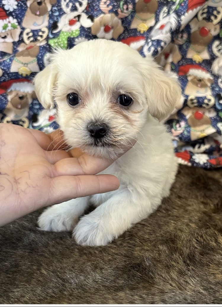 puppy, for, sale, Malti Poos, Nationwide Puppies  , dog, breeder, New York, NY, dog-breeder, puppy-for-sale, forsale, nearby, find, puppyfind, locator, puppylocator, aca