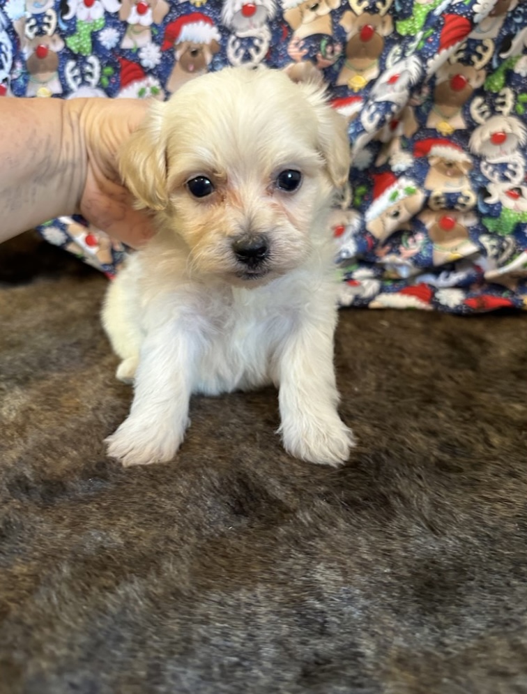 puppy, for, sale, Maltipoo, Nationwide Puppies  , dog, breeder, New York, NY, dog-breeder, puppy-for-sale, forsale, nearby, find, puppyfind, locator, puppylocator, aca