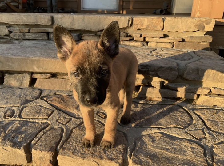 puppy, for, sale, Belgian Malinois, Nationwide Puppies  , dog, breeder, New York, NY, dog-breeder, puppy-for-sale, forsale, nearby, find, puppyfind, locator, puppylocator, aca