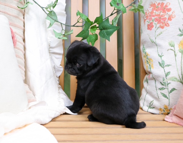 puppy, for, sale, Pug, Nationwide Puppies  , dog, breeder, New York, NY, dog-breeder, puppy-for-sale, forsale, nearby, find, puppyfind, locator, puppylocator, aca