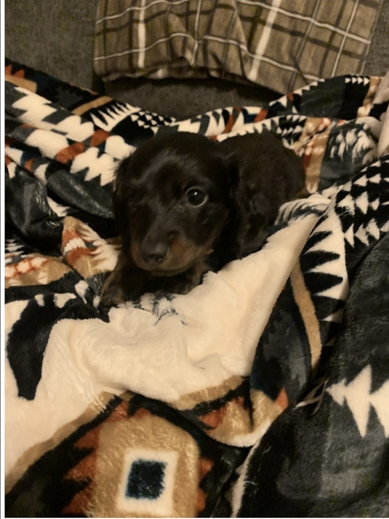 puppy, for, sale, Dachschund, Nationwide Puppies  , dog, breeder, New York, NY, dog-breeder, puppy-for-sale, forsale, nearby, find, puppyfind, locator, puppylocator, aca