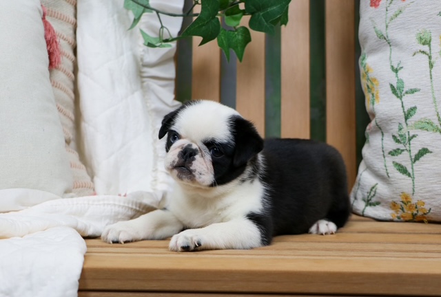 puppy, for, sale, Panda Bear Pug, Nationwide Puppies  , dog, breeder, New York, NY, dog-breeder, puppy-for-sale, forsale, nearby, find, puppyfind, locator, puppylocator, aca