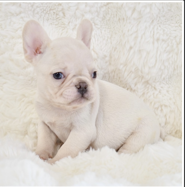 puppy, for, sale, French Bulldog, Nationwide Puppies  , dog, breeder, New York, NY, dog-breeder, puppy-for-sale, forsale, nearby, find, puppyfind, locator, puppylocator, aca