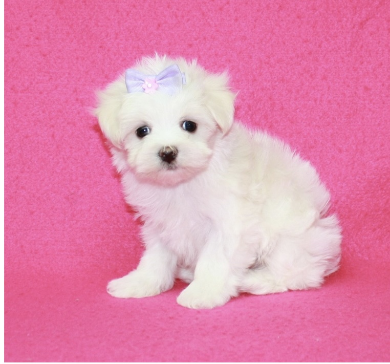 puppy, for, sale, Maltese , Nationwide Puppies  , dog, breeder, New York, NY, dog-breeder, puppy-for-sale, forsale, nearby, find, puppyfind, locator, puppylocator, aca