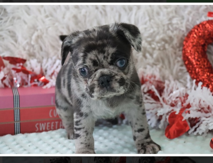 puppy, for, sale, Puggle 2nd generation , Nationwide Puppies  , dog, breeder, New York, NY, dog-breeder, puppy-for-sale, forsale, nearby, find, puppyfind, locator, puppylocator, aca