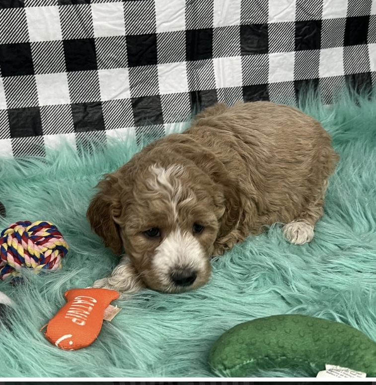 puppy, for, sale, Aussidoodle Mini F2, Nationwide Puppies  , dog, breeder, New York, NY, dog-breeder, puppy-for-sale, forsale, nearby, find, puppyfind, locator, puppylocator, aca