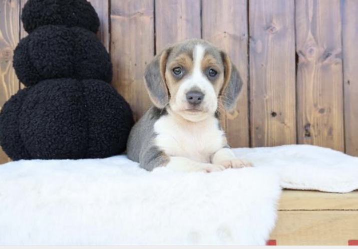 puppy, for, sale, Beagle, Nationwide Puppies  , dog, breeder, New York, NY, dog-breeder, puppy-for-sale, forsale, nearby, find, puppyfind, locator, puppylocator, aca