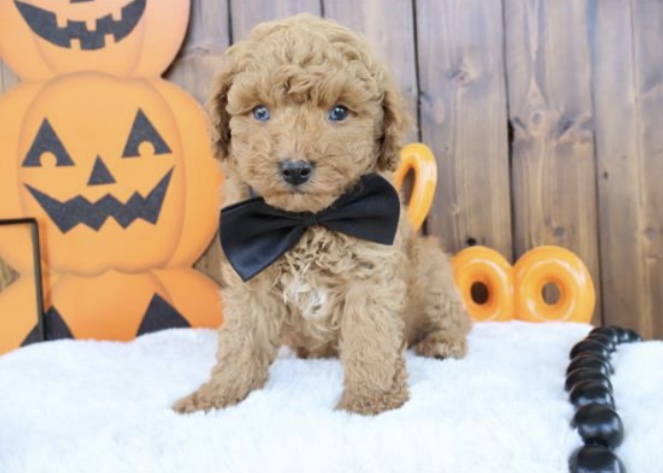 puppy, for, sale, Toy Poodle, Nationwide Puppies  , dog, breeder, New York, NY, dog-breeder, puppy-for-sale, forsale, nearby, find, puppyfind, locator, puppylocator, aca