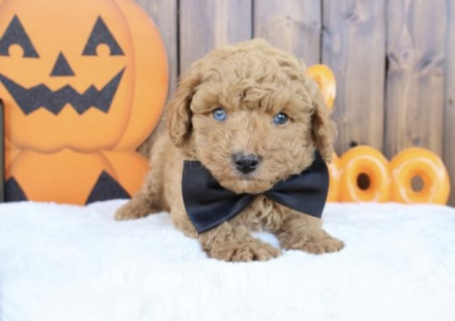 puppy, for, sale, Toy Poodle, Nationwide Puppies  , dog, breeder, New York, NY, dog-breeder, puppy-for-sale, forsale, nearby, find, puppyfind, locator, puppylocator, aca