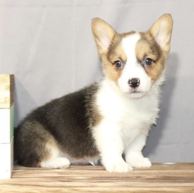 puppy, for, sale, Pembroke Welsh Corgi, Nationwide Puppies  , dog, breeder, New York, NY, dog-breeder, puppy-for-sale, forsale, nearby, find, puppyfind, locator, puppylocator, aca