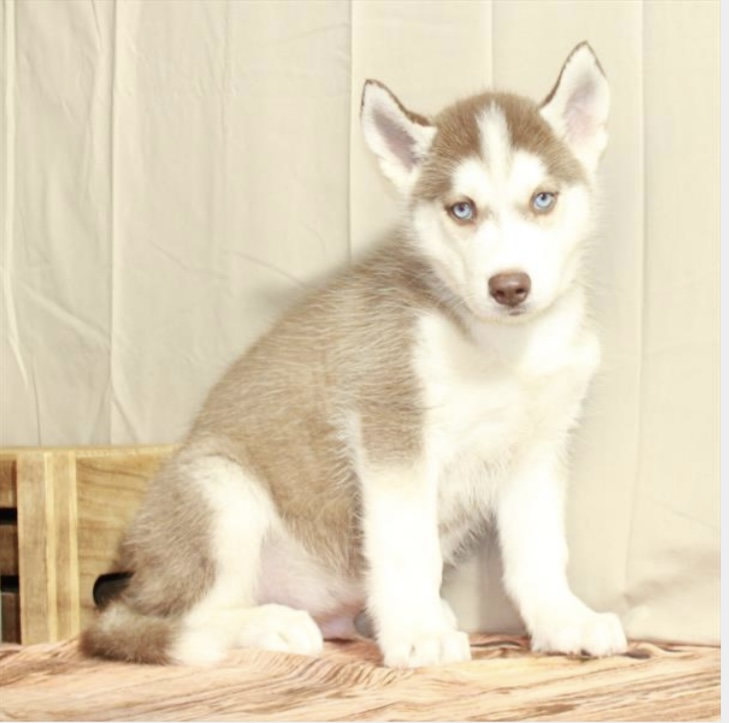 puppy, for, sale, Siberian Husky, Nationwide Puppies  , dog, breeder, New York, NY, dog-breeder, puppy-for-sale, forsale, nearby, find, puppyfind, locator, puppylocator, aca