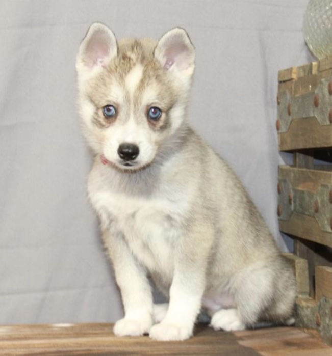 puppy, for, sale, Alaskan Klee Kai, Nationwide Puppies  , dog, breeder, New York, NY, dog-breeder, puppy-for-sale, forsale, nearby, find, puppyfind, locator, puppylocator, aca