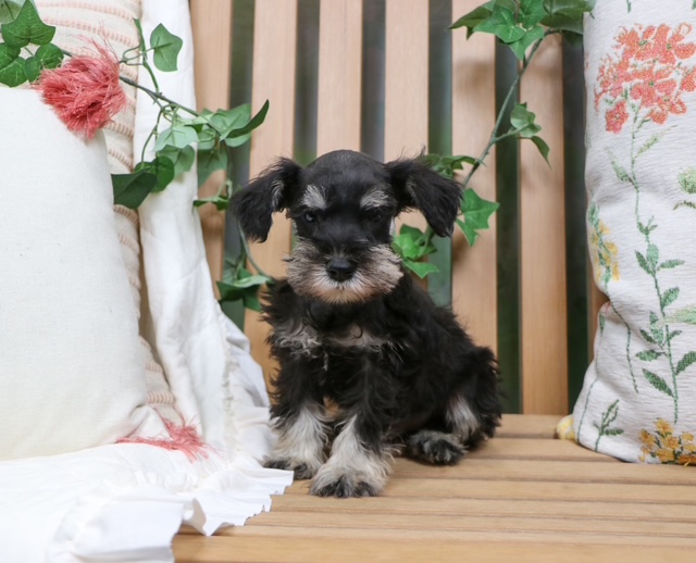 puppy, for, sale, Mini Schnauzer, Nationwide Puppies  , dog, breeder, New York, NY, dog-breeder, puppy-for-sale, forsale, nearby, find, puppyfind, locator, puppylocator, aca