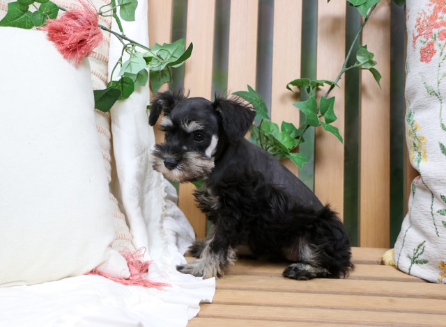 puppy, for, sale, Mini Schnauzer, Nationwide Puppies  , dog, breeder, New York, NY, dog-breeder, puppy-for-sale, forsale, nearby, find, puppyfind, locator, puppylocator, aca