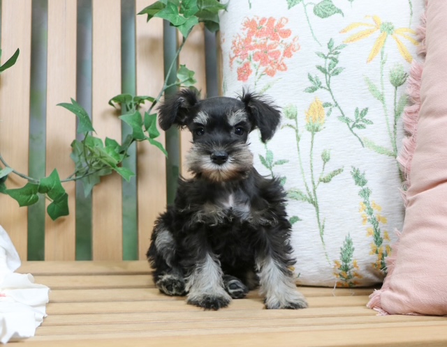 puppy, for, sale, Mini Schnauzer, Nationwide Puppies  , dog, breeder, New York, NY, dog-breeder, puppy-for-sale, forsale, nearby, find, puppyfind, locator, puppylocator, aca