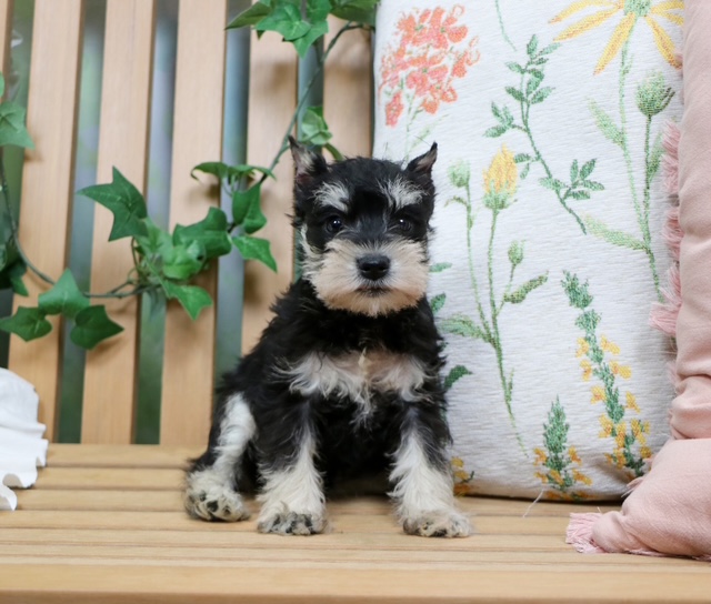 puppy, for, sale, Mini Schnauzer, Nationwide Puppies  , dog, breeder, New York, NY, dog-breeder, puppy-for-sale, forsale, nearby, find, puppyfind, locator, puppylocator, aca