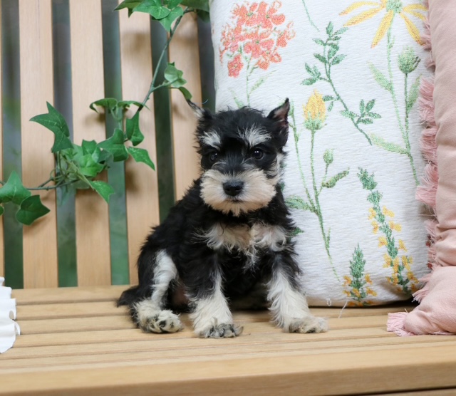 puppy, for, sale, Mini Schnauzer, Nationwide Puppies  , dog, breeder, New York, NY, dog-breeder, puppy-for-sale, forsale, nearby, find, puppyfind, locator, puppylocator, aca