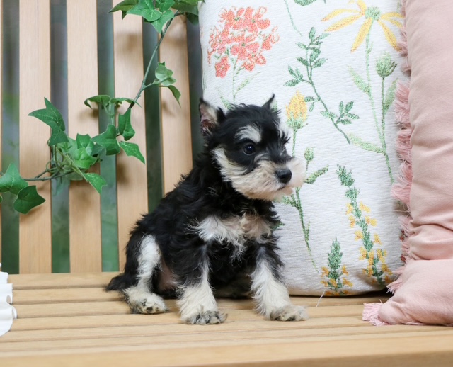 puppy, for, sale, Mini Schnauzer, Nationwide Puppies  , dog, breeder, New York, NY, dog-breeder, puppy-for-sale, forsale, nearby, find, puppyfind, locator, puppylocator, aca