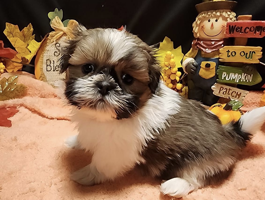 puppy, for, sale, Imperial Shih Tzu, Nationwide Puppies  , dog, breeder, New York, NY, dog-breeder, puppy-for-sale, forsale, nearby, find, puppyfind, locator, puppylocator, aca