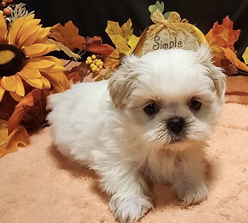 puppy, for, sale, Imperial Shih Tzu, Nationwide Puppies  , dog, breeder, New York, NY, dog-breeder, puppy-for-sale, forsale, nearby, find, puppyfind, locator, puppylocator, aca