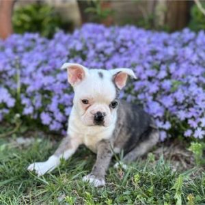 Boston Terrier - Birthday: 03/05/2025