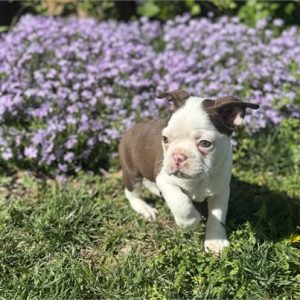 Boston Terrier - Birthday: 02/28/2025