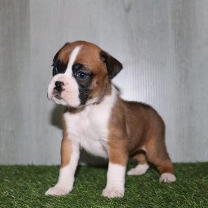 Boxer- Birthday: 03/03/2025