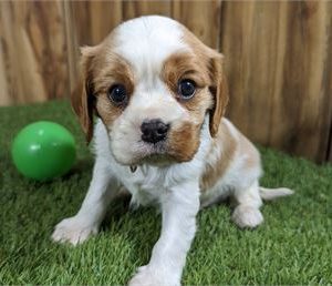 Cavalier King Charles Spaniel- Birthday: 03/03/2025