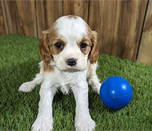 Cavalier King Charles Spaniel- Birthday: 03/03/2025