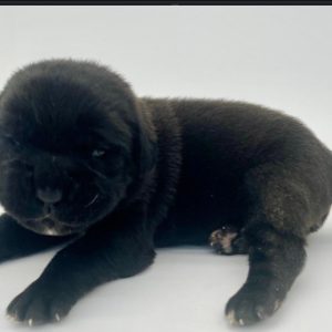 Cane Corso- Birthday: 04/18/25