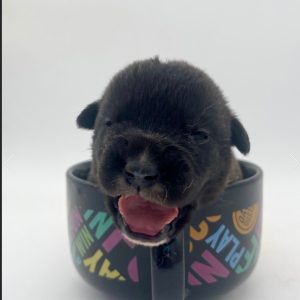 Cane Corso- Birthday: 04/18/25