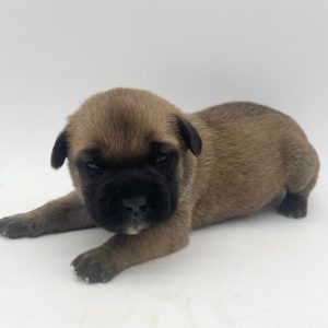 Cane Corso- Birthday: 04/18/25